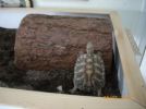 Tortoise embarking on some hide climbing